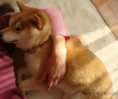 狗狗币原型柴犬去世缩略图
