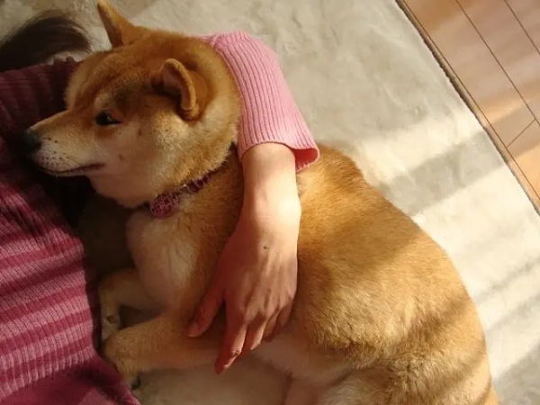 从网红犬到加密传奇:柴犬Kabosu和它引领的MEME文化缩略图 从网红犬到加密传奇:柴犬Kabosu和它引领的MEME文化缩略图